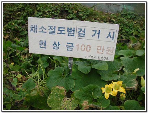 "채소절도범 검거 시 현상금 100만원 * 연락처 뒷면참조" 